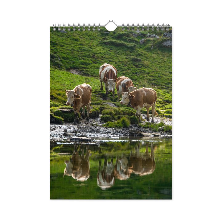 Swiss Cow Calendar 2026 product image (1)