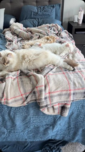 Summer is still my most talkative cat