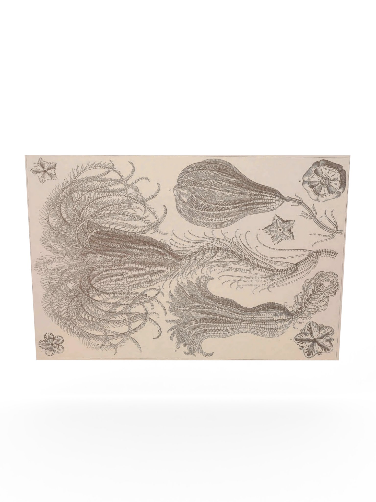 Crinoidea, Plate 20 – Haeckel Poster product image (10)