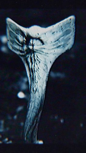 //HAMMERPEDE w/ @imskrush 
//Soundcloud exclusive
