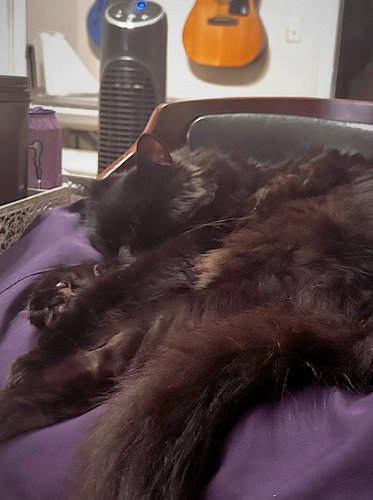 My fluffy boy in nap ritual, always by my side during my sessions.  He helps me to maintain the balance.  Just know, when my ...