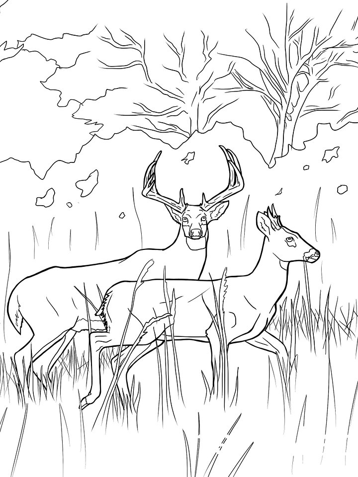 Coloring Page- White-tailed Deer product image (1)