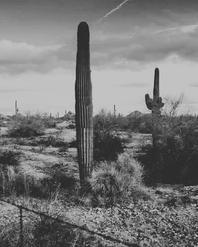 Our brand new site is launching soon, and we can't wait to show you!

#madcactusco #ComingSoon #NewWebsite #WebsiteLaunch #St...