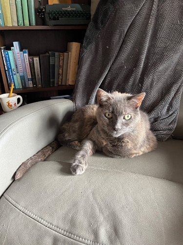Bella's favourite spot is my office chair, and she doesn't care what anyone thinks of that. Happy Saturday!