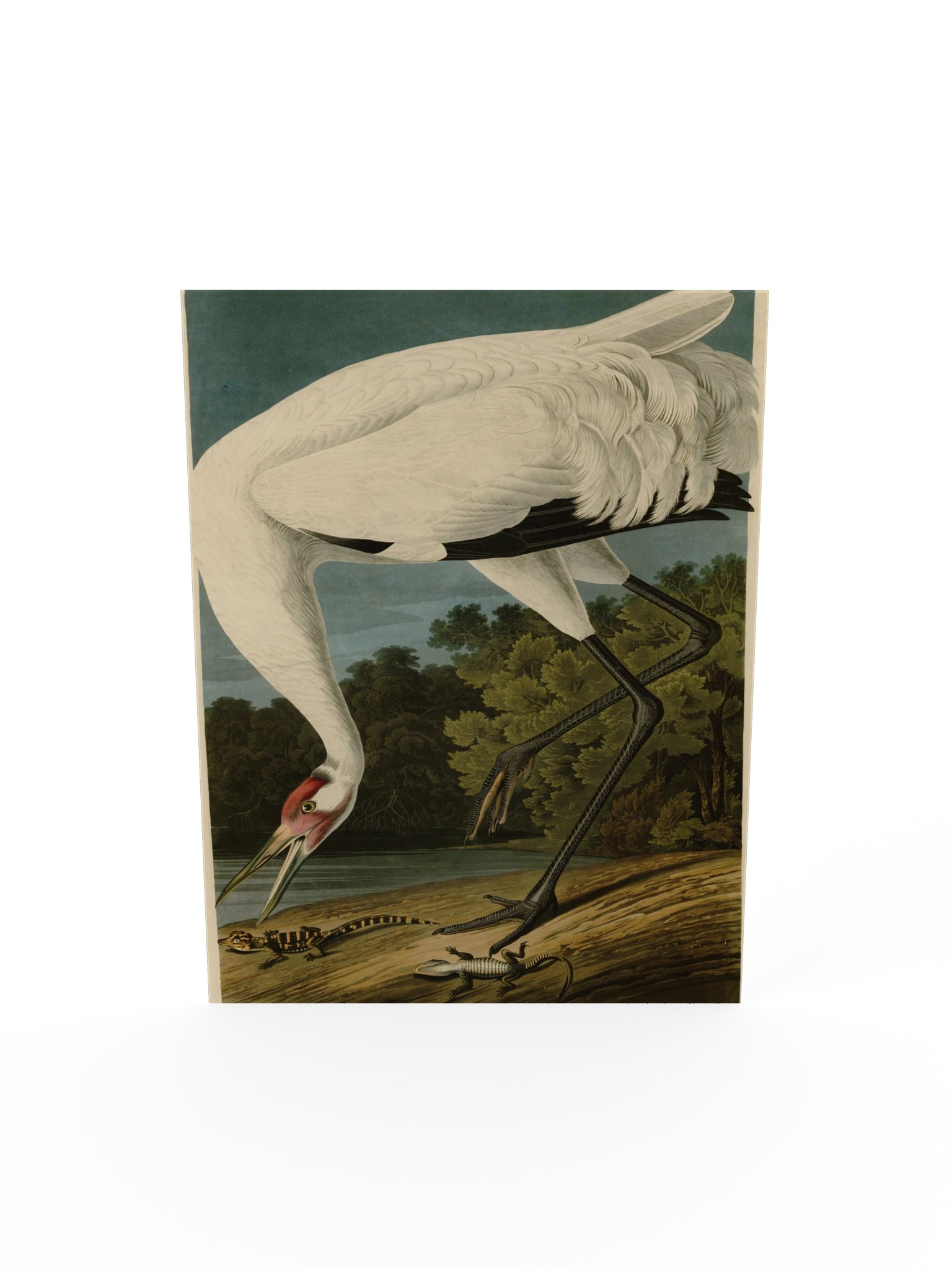 Hooping Crane, Plate 226 – Audubon Poster product image (5)