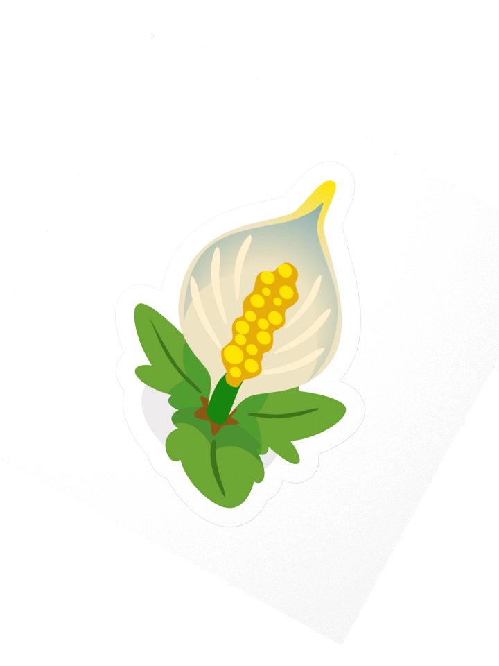 Lily product image (2)
