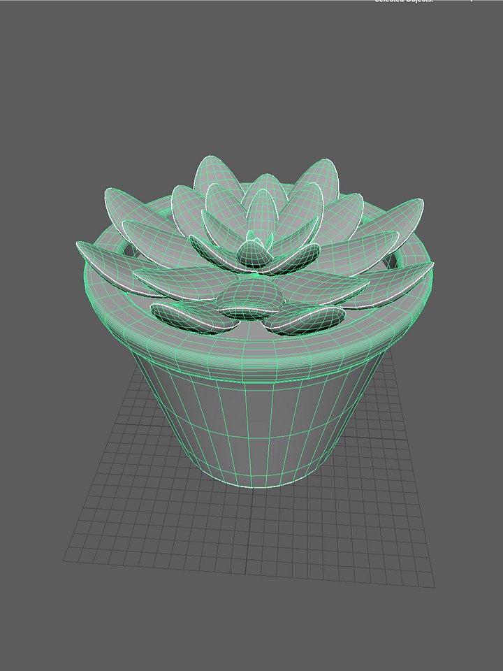 succulents product image (2)