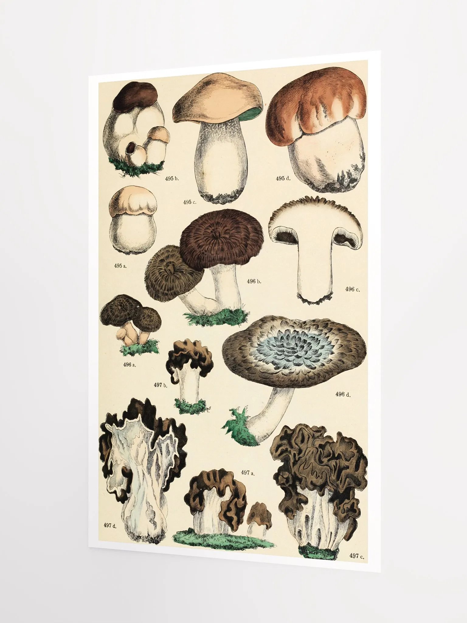 Botanical Mushroom Study Poster product image (3)