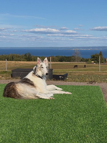 🐾 VISSTE NI ATT… THE VIEW SWEDEN ÄR HUNDVÄNLIGT? ❤️

Här behöver den fyrbenta familjemedlemmen inte stanna hemma! 🐶

Hundar ä...