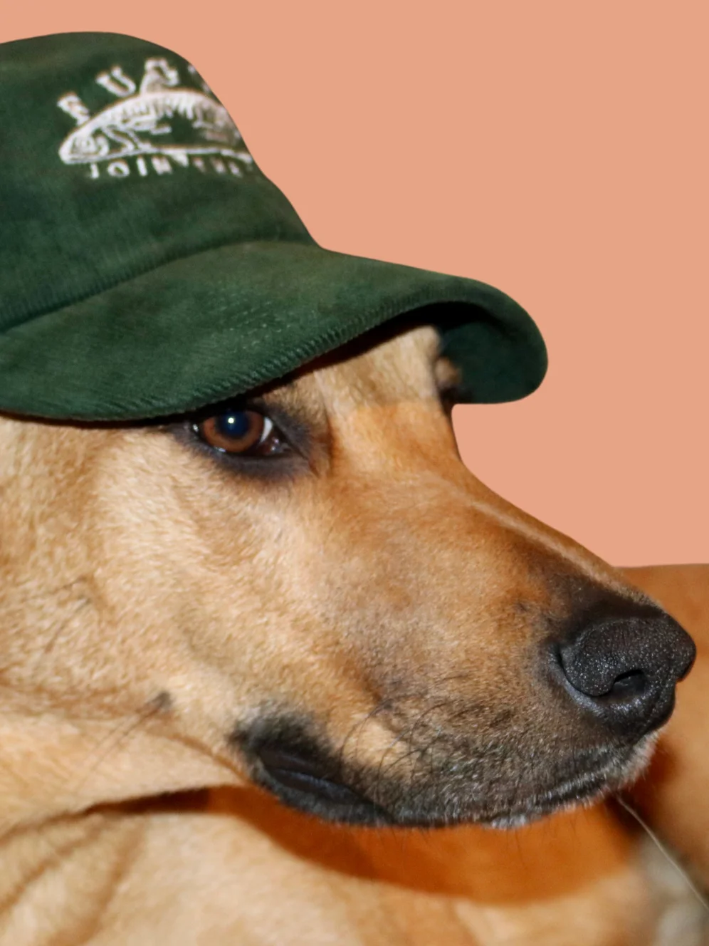 THE HAT. product image (3)