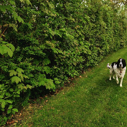 Dejlig gå tur med hunden #nature #dog