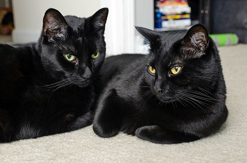 It’s not often that they hang out this casually together and even more rare that they give me enough time to grab my camera a...