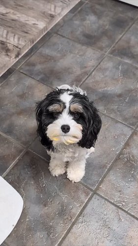 Bigodinho de ovo 🍳