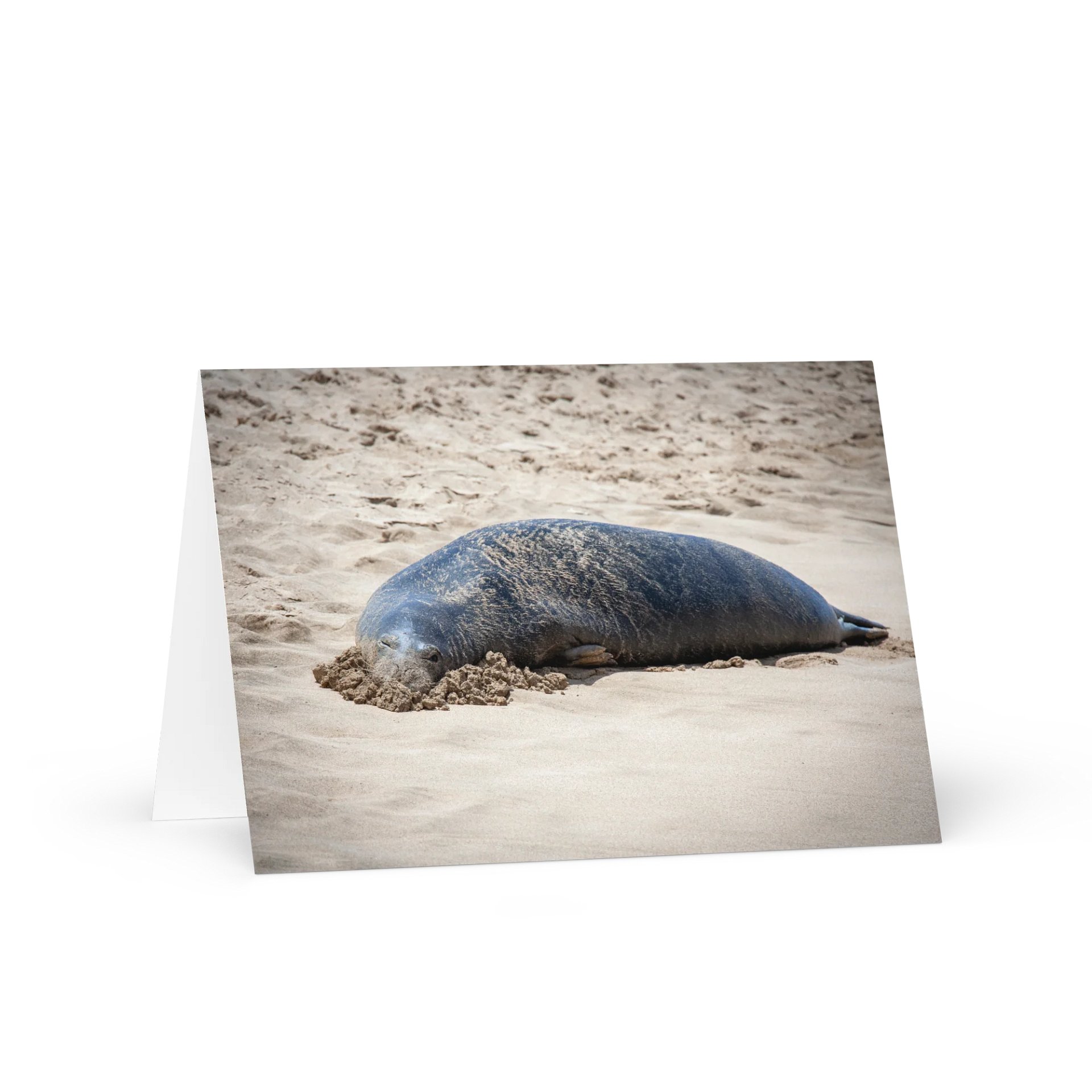 Sandy Seal Greeting product image (1)