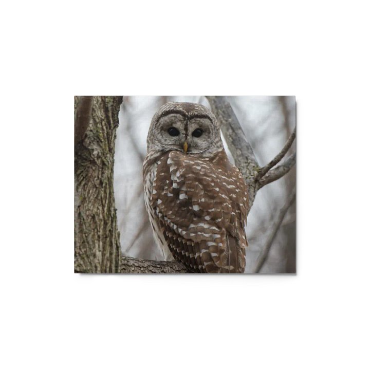 Limited edition metal print: Barred Owl in the woods product image (1)