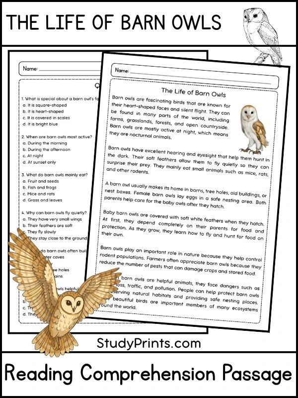 The Life of Barn Owls Reading Comprehension Passage and Questions | Printable PDF product image (1)