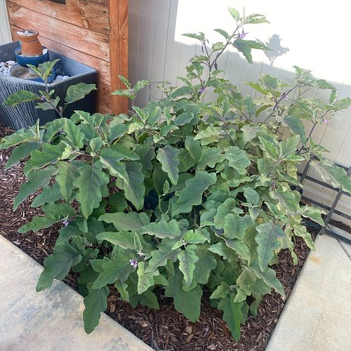 This eggplant...plant(!) has decided it is the boss of the backyard!
Lo and behold... it was hiding some beauties beneath its...