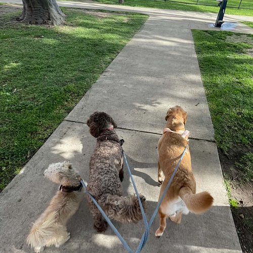 A little morning stroll with this amazing trio💚☺️

Pippin, Molly and Butter😇