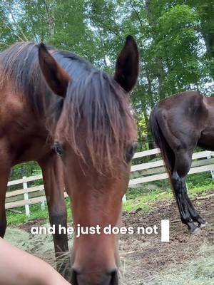 Turns out buying from a reputable breeder can be a really great experience and land you with a phenomenal yearling  #babyhorse #horsetraining #arabianhorse #horsegirl #lgbtequestrian 