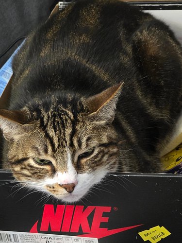 Mono found a new bed... #sneakercat #catbox #cat #catsofinstagram