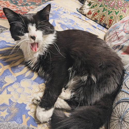 someone's sleepy 🥱 (it's me, lol)
.
.
.
.
.
#rescuecats #adoptdontshop #catlover