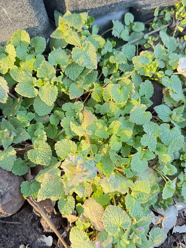 Yum!!! As soon as the snow melted, the purple deadnettle popped up! This plant is a wonderful mast cell stabilizer. Sit down ...