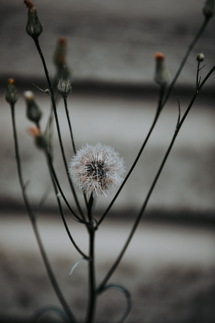 Make a wish product image (1)