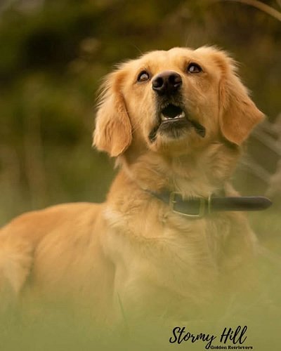 Miss Poppy is one of our females who has her canine good citizen title and is one pass shy of her entry-level hunt test title...