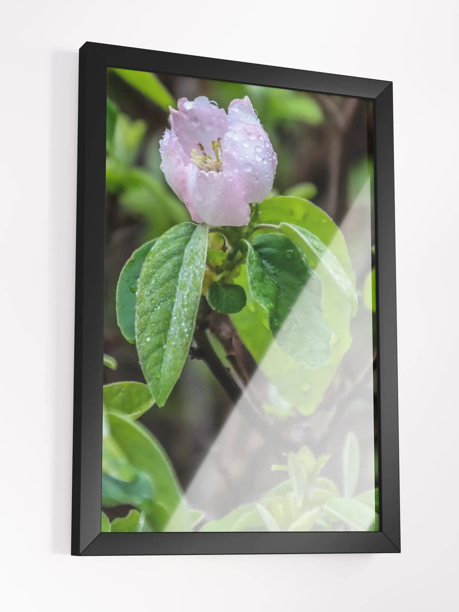 Print Fine Art - Awakening Under the Dew 🌸 product image (5)