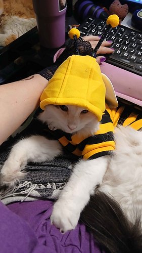 The outfits Kevin and I had on stream. We hope you are all are having a Happy Halloween!

#halloween #cat #costumes #dustiria