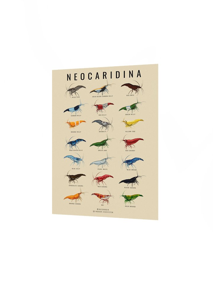 NEOCARIDINA SHRIMP POSTER (CREAM) product image (2)