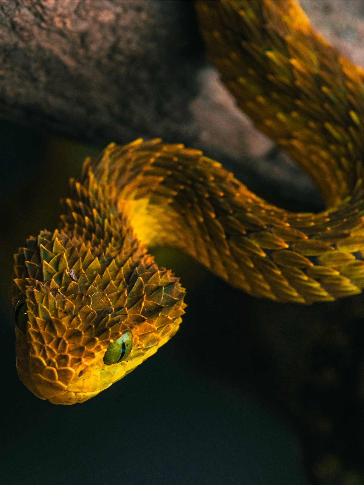 Yellow Bush Viper product image (1)