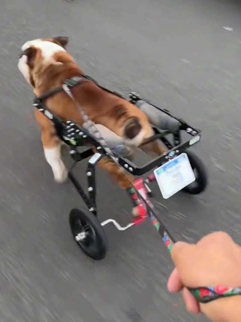 Rehab Wheelchair with Pedals for Dogs and Cats (Hind-Leg Rehabilitation) product image (3)