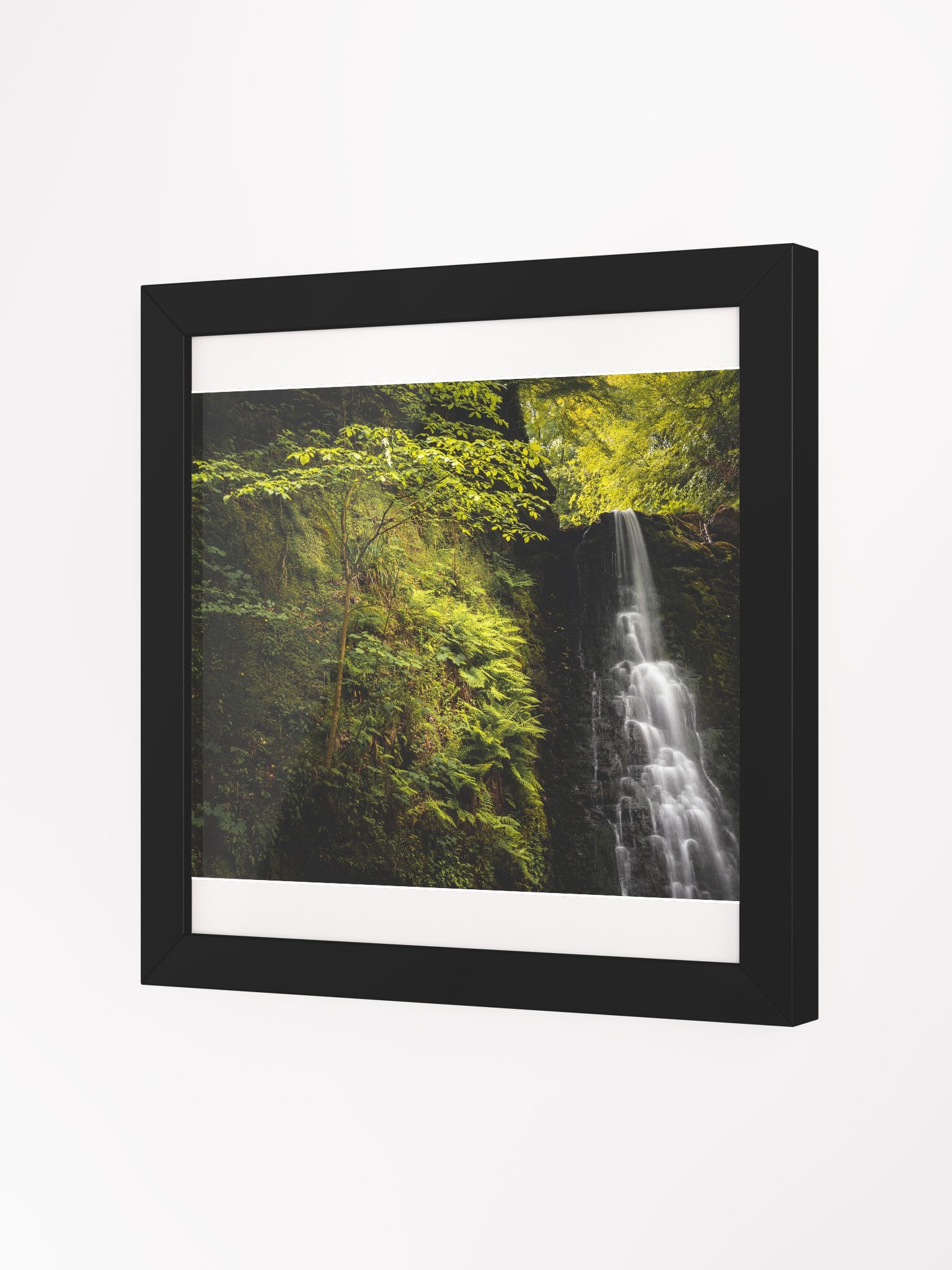 Falling Foss Sapling product image (8)