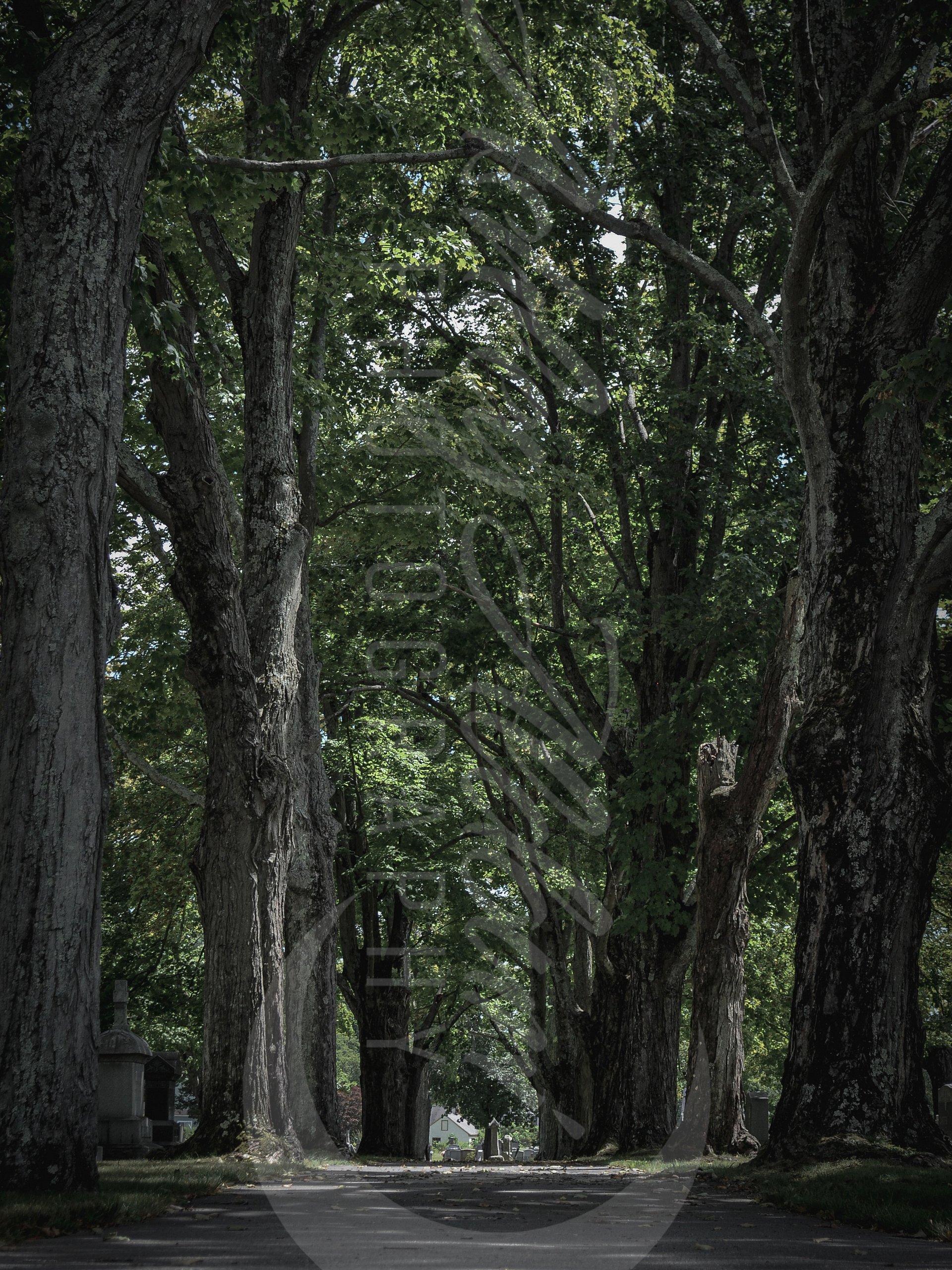 Tree-Lined Serenity - Canvas product image (1)