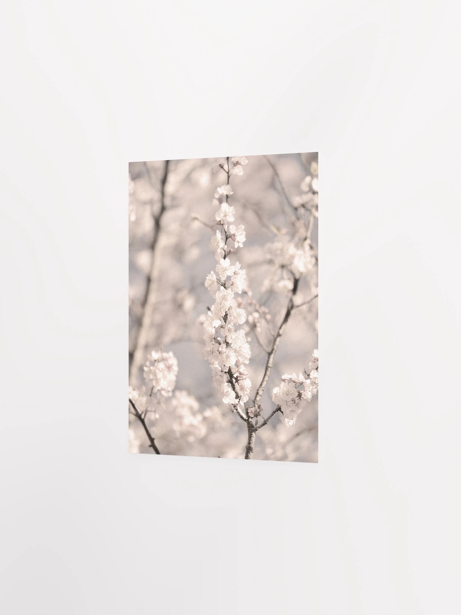 Sakura - Enhanced Matte Paper Poster product image (5)