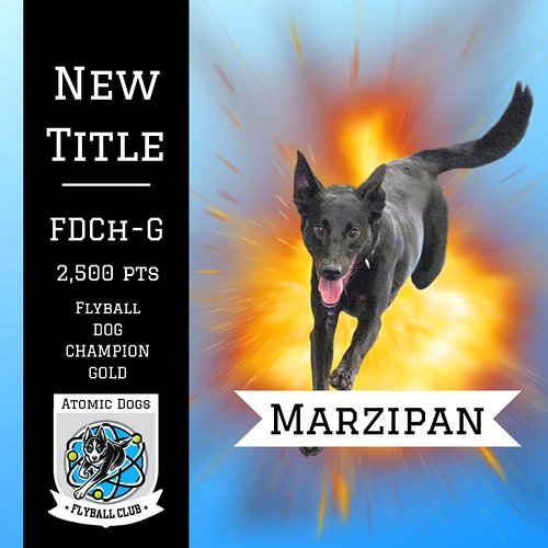 Marzipan our team Speed Demon earned her Flyball Dog Champion- Gold in NAFA for 2,500 racing points with us 🌟
~
Marzi and her...