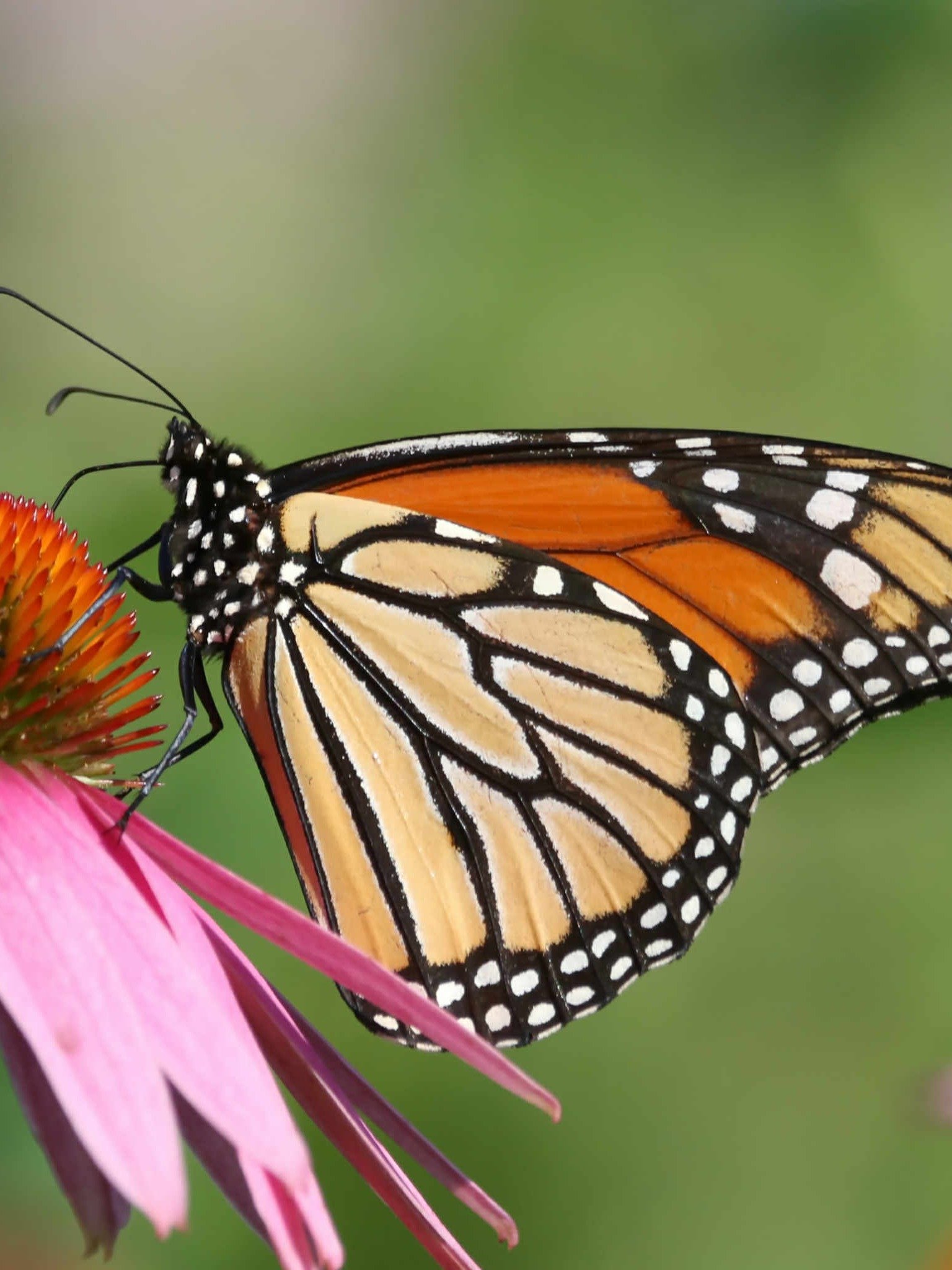 Tour al Santuario de la Mariposa Monarca desde la CDMX product image (5)