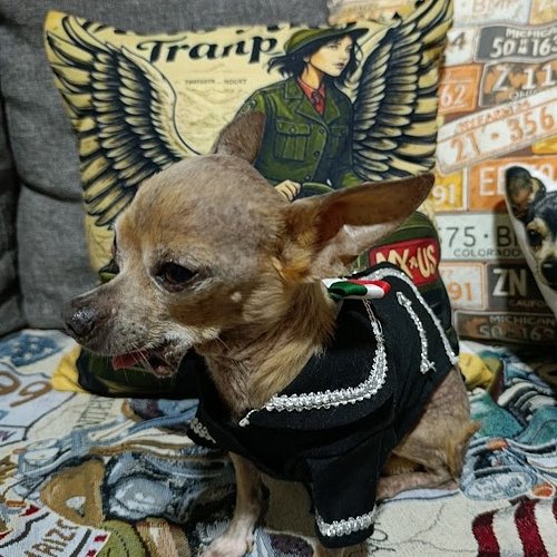 “Yes, yes. I know. He’s so small you want to put him in a taco.”

—Everyone who meets Frank

Swipe to see what happened when ...