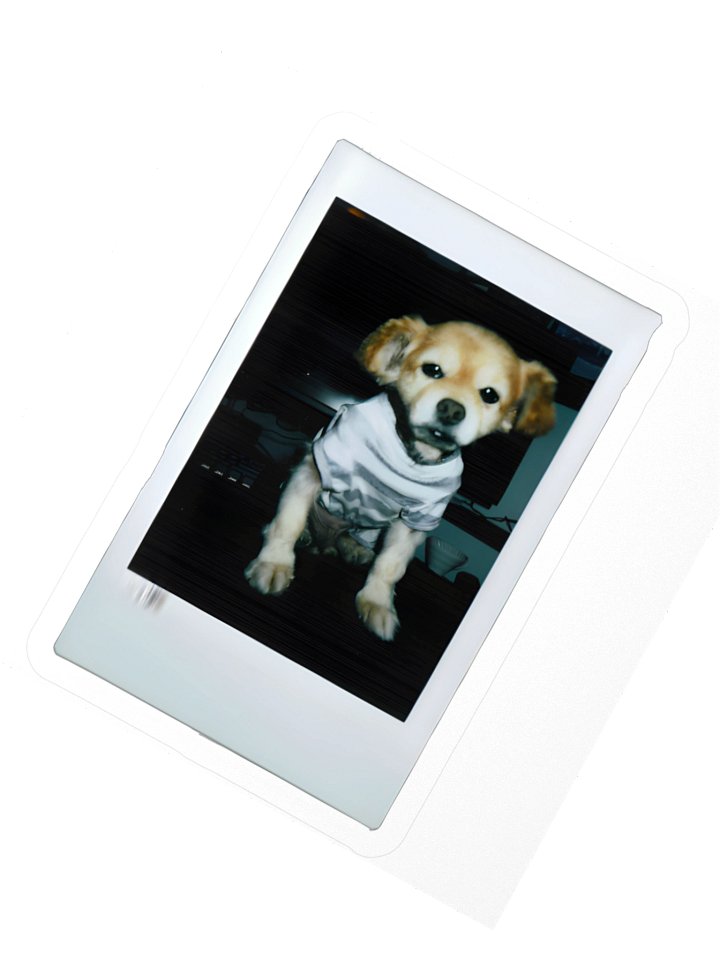 Polaroid F Sticker product image (2)