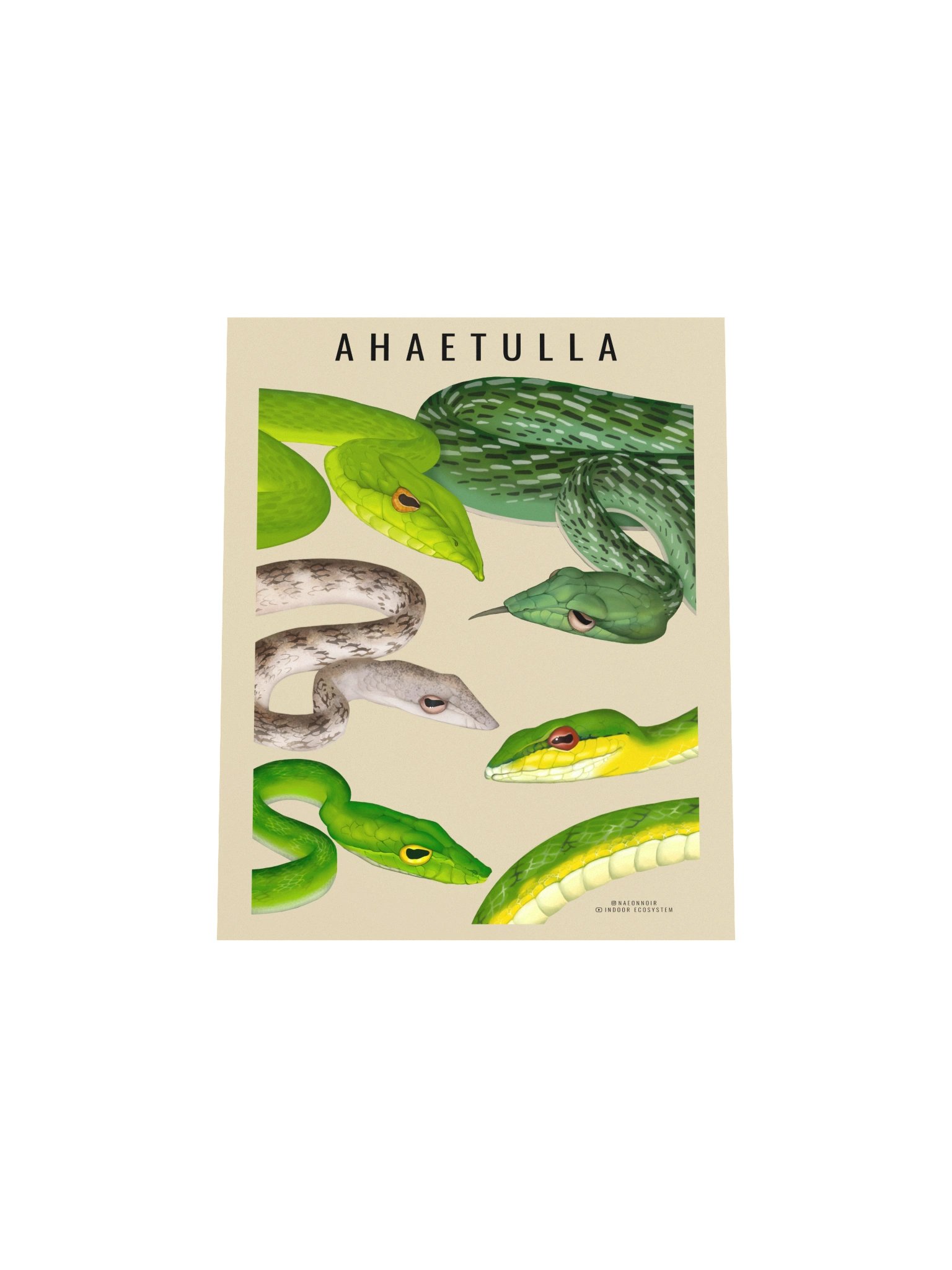 AHAETULLA VINE SNAKE POSTERS (CREAM) product image (4)