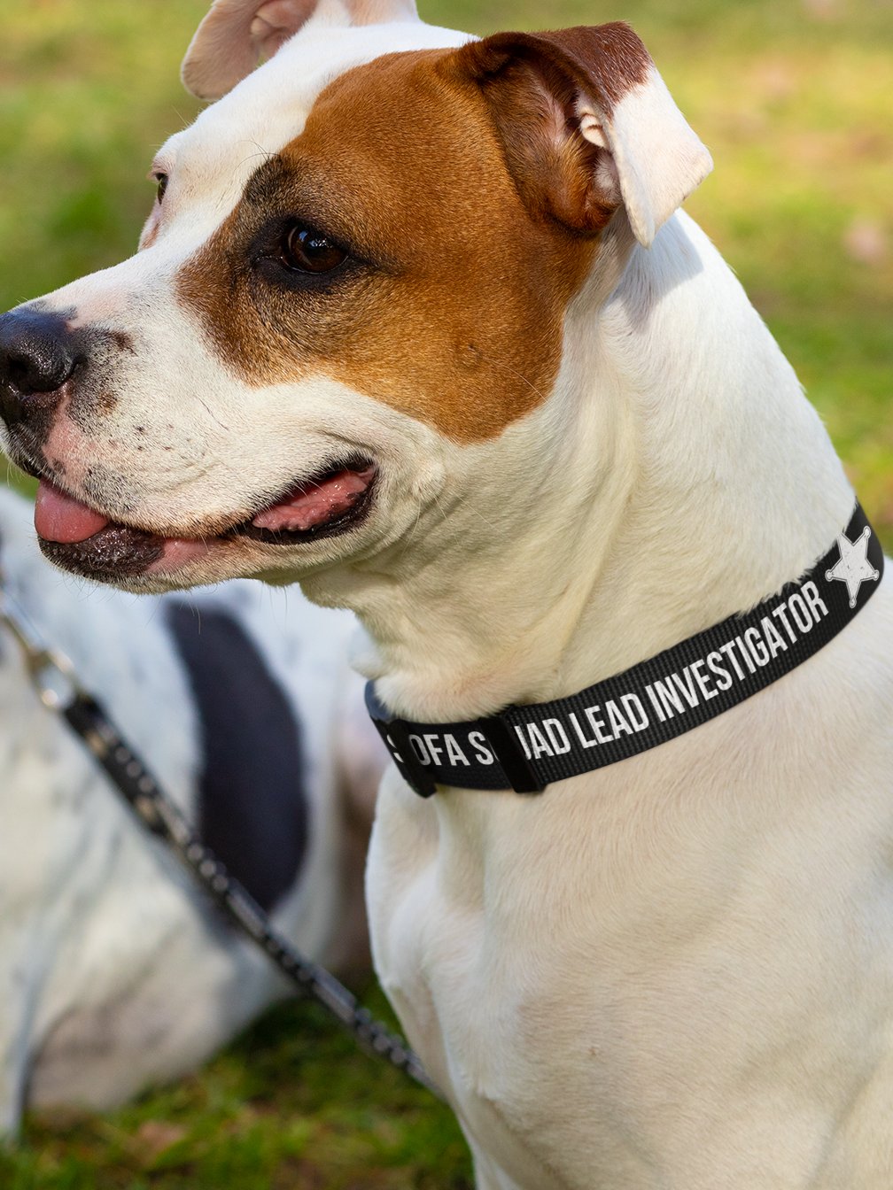 Sofa Squad Lead Investigator Dog Collar product image (5)