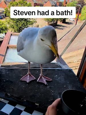 Nothing brings me more joy than seeing steven taking care of himself, clean man & some afternoon wormies! ❤️ #fyp #foryou #seagull #birds #feedingsteven