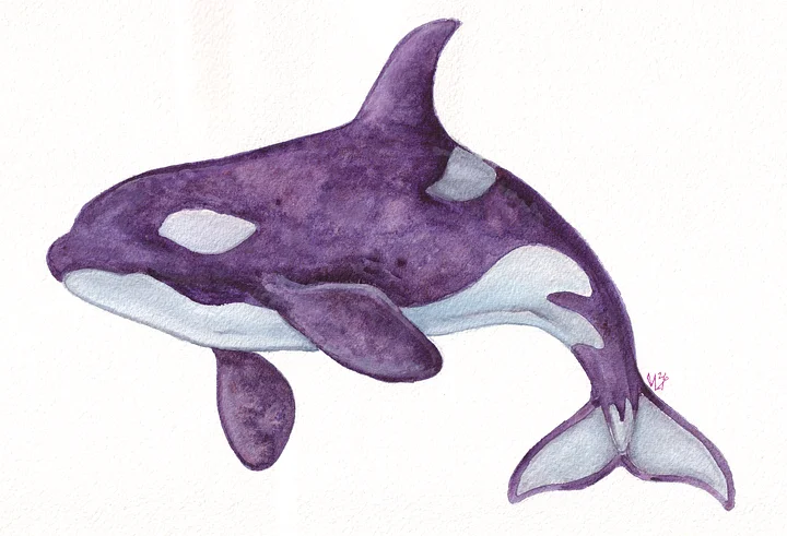 Purple Granulating Orca product image (1)