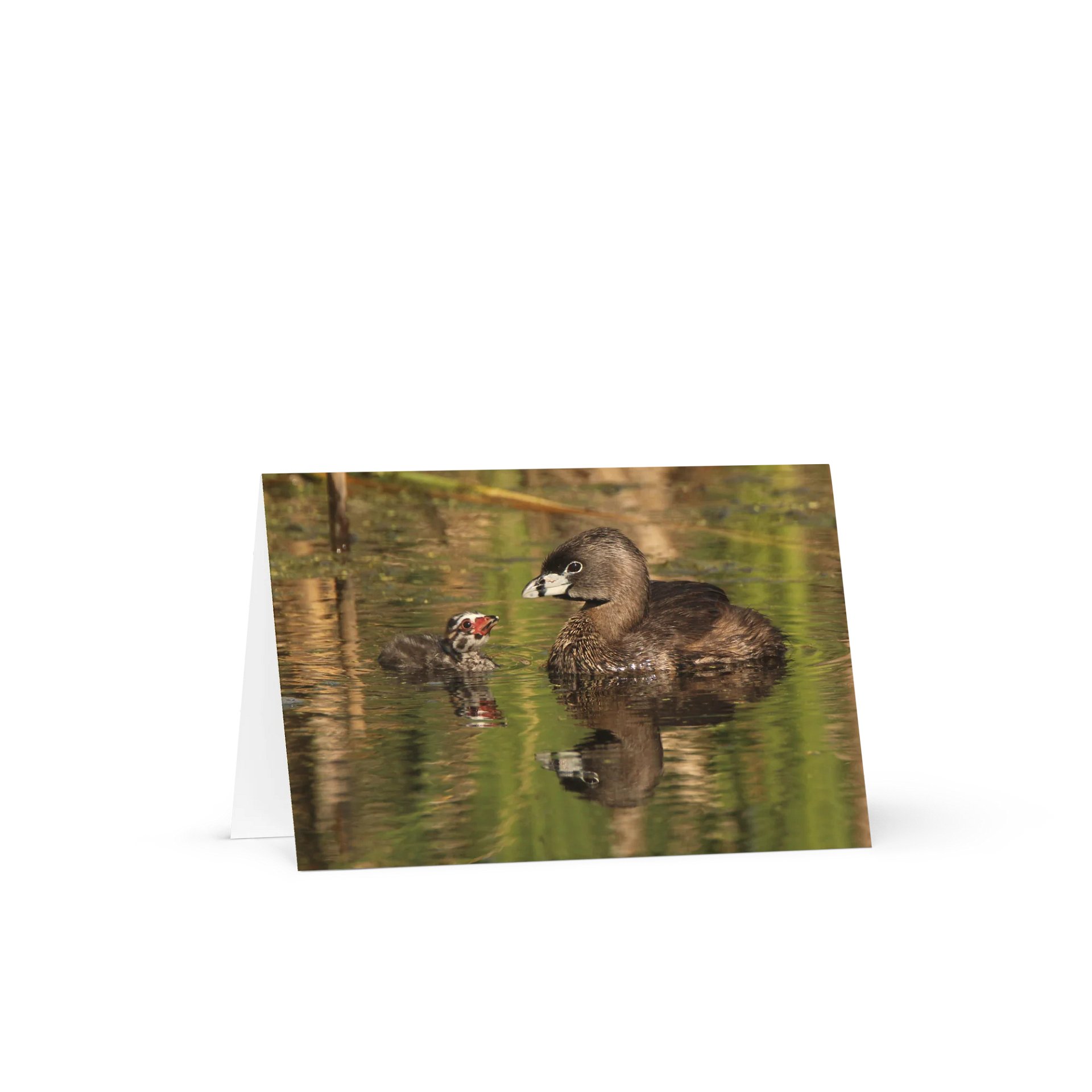 Pied-billed Grebe Greeting Card product image (1)
