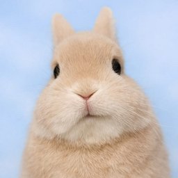 Milkbunny
