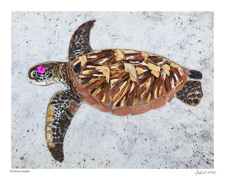 CHELONIA MYDAS | Nature Art Print - Ends June 23 product image (2)