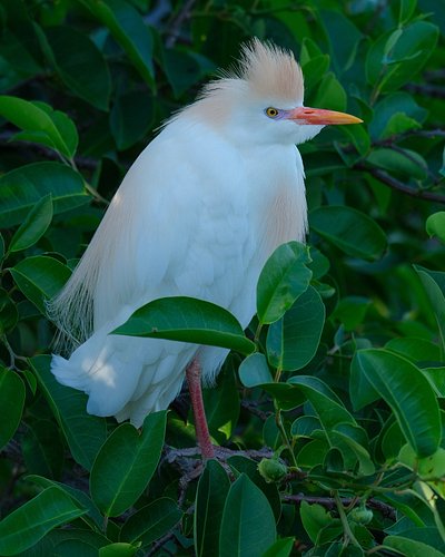 My favorite of 2025 so far. Cattle egret chilling in the Florida wild. #robinmehdee