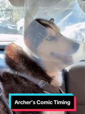 You will never meet another dog with better comedic timing. 🐺😅😉 #siberianderpskies #husky #siberianhusky #dogsoftiktok #huskiesoftiktok 