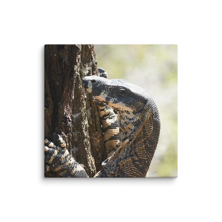 Goanna Canvas product image (1)